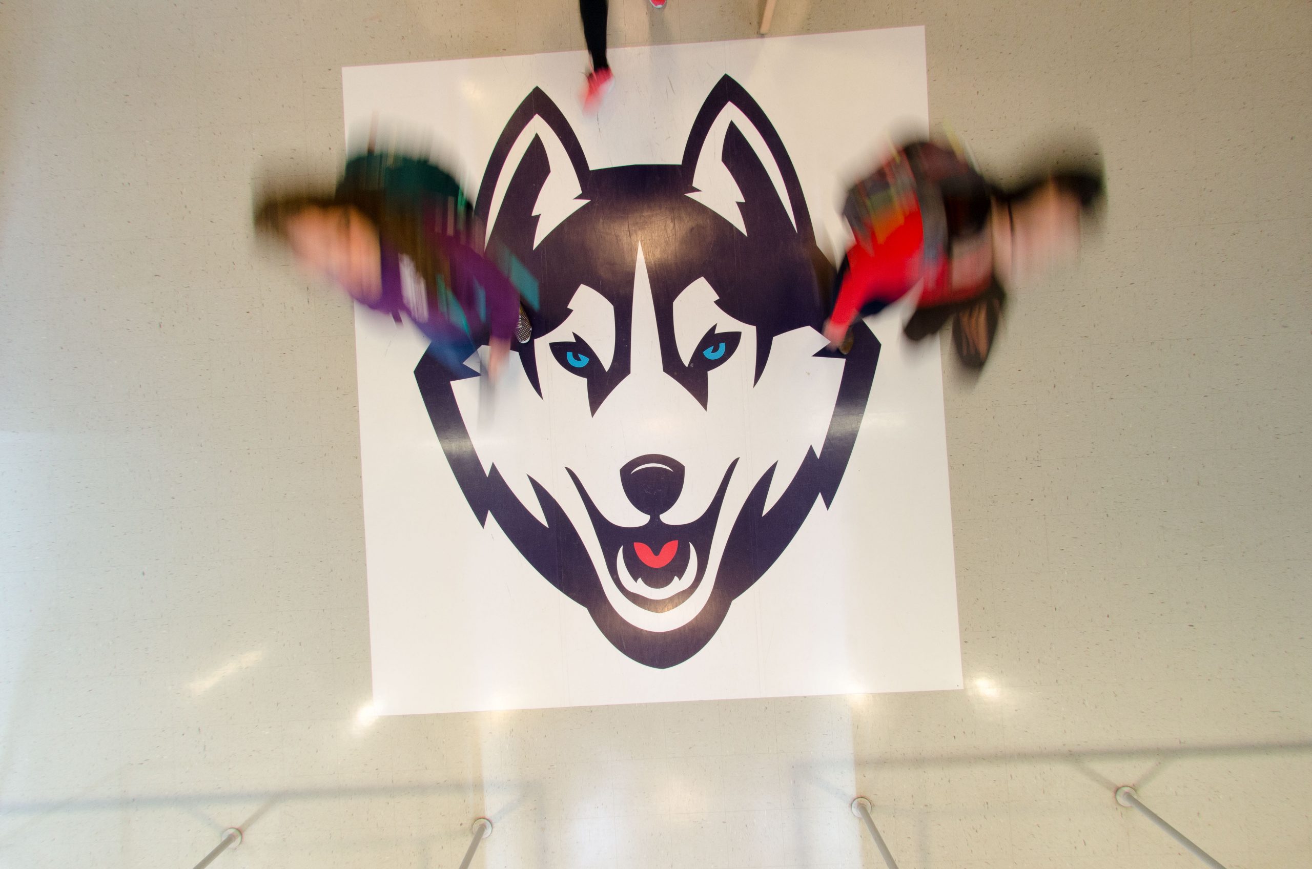 An overhead view of the husky mascot on the floor of Student Union entrance