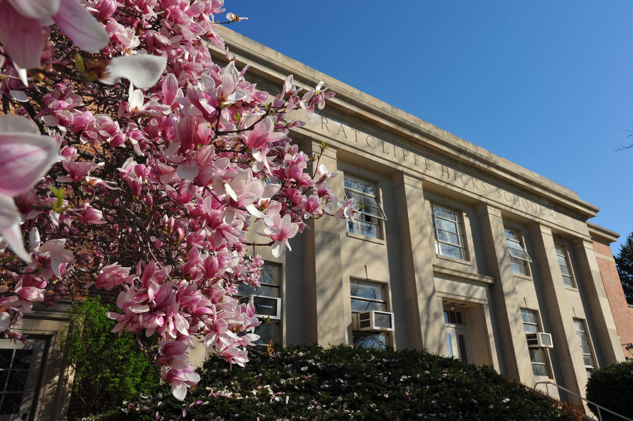 A magnolia tree grows in front of the Ratcliffe Hicks building.