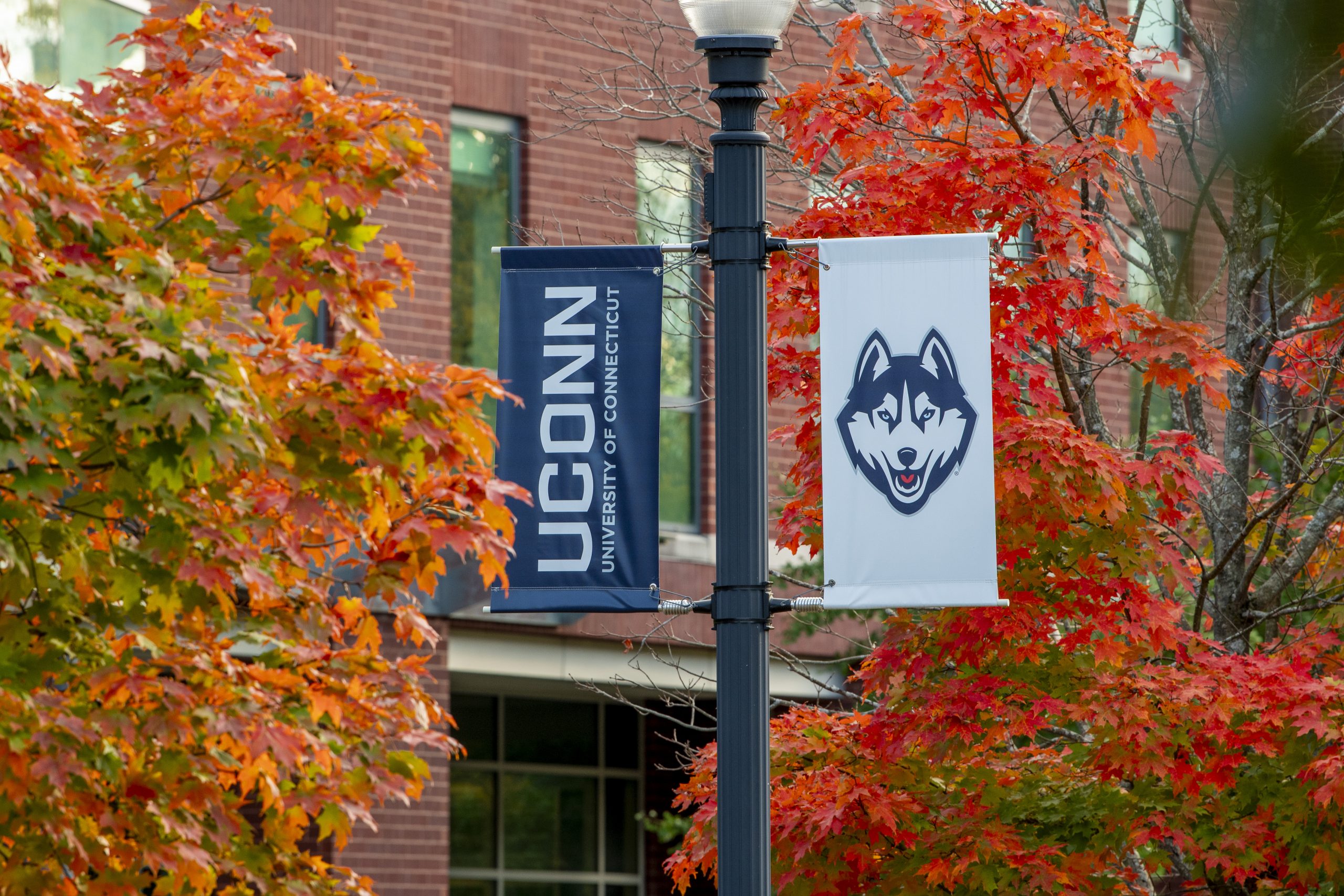 Uconn Banners and fall leaves in orange and red